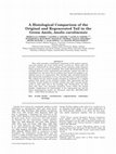 Research paper thumbnail of A Histological Comparison of the Original and Regenerated Tail in the Green Anole, Anolis carolinensis