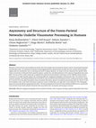 Research paper thumbnail of Asymmetry and Structure of the Fronto-Parietal Networks Underlie Visuomotor Processing in Humans