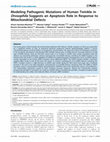 Research paper thumbnail of Modeling Pathogenic Mutations of Human Twinkle in Drosophila Suggests an Apoptosis Role in Response to Mitochondrial Defects