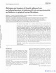 Research paper thumbnail of Adhesion and invasion of Candida albicans from periodontal pockets of patients with chronic periodontitis and diabetes to gingival human fibroblasts