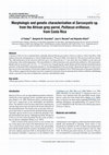 Research paper thumbnail of Morphologic and genetic characterization of Sarcocystis sp. from the African grey parrot, Psittacus erithacus , from Costa Rica