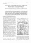 Research paper thumbnail of Transcriptional analysis of the rubrerythrin and superoxide dismutase genes of Clostridium perfringens