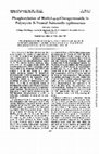 Research paper thumbnail of Phosphorylation of Methyl-α-d-Glucopyranoside in Polymyxin B-Treated Salmonella typhimurium