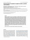 Research paper thumbnail of The Pun1 gene for pungency in pepper encodes a putative acyltransferase: The Pun1 locus in Capsicum