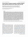 Research paper thumbnail of The pvr1 locus in Capsicum encodes a translation initiation factor eIF4E that interacts with Tobacco etch virus VPg: Capsicum pvr locus and encoded eIF4E proteins