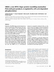 Research paper thumbnail of MBLR, a new RING finger protein resembling mammalian Polycomb gene products, is regulated by cell cycle-dependent phosphorylation