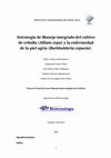 Research paper thumbnail of Estrategia de Manejo integrado del cultivo de cebolla (Allium cepa) y la enfermedad de la piel agria (Burkholderia cepacia)