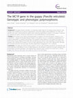 Research paper thumbnail of The MC1R gene in the guppy ( Poecilia reticulata ): Genotypic and phenotypic polymorphisms