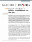 Research paper thumbnail of Large orb-webs adapted to maximise total biomass not rare, large prey