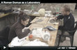 Research paper thumbnail of Film "A Roman domus as laboratory" - http://www.deathinpompeii.com/excavation.html