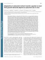 Research paper thumbnail of Adaptations in placental nutrient transfer capacity to meet fetal growth demands depend on placental size in mice