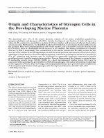 Research paper thumbnail of Origin and characteristics of glycogen cells in the developing murine placenta