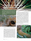 Research paper thumbnail of Palmfarne - Relikte aus dem Erdmittelalter. pdf