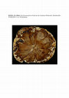 Research paper thumbnail of Ein Hermanophyton-Fund aus der Aachener Oberkreide..pdf