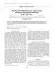 Research paper thumbnail of First Record of Blurred Smooth Lanternshark, Etmopterus bigelowi from Indonesia