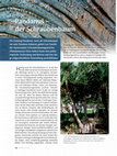 Research paper thumbnail of Pandanus . der Schraubenbaum.pdf