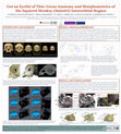 Research paper thumbnail of Get an Eyeful of This: Gross Anatomy and Morphometrics of the Squirrel Monkey (Saimiri) Interorbital Region - AAPA 2019