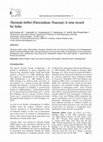 Research paper thumbnail of Themeda helferi (Panicoideae: Poaceae): A new record for India