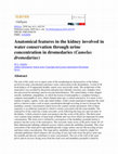 Research paper thumbnail of Anatomical features in the kidney involved in water conservation through urine concentration in dromedaries (Camelus dromedarius