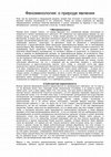 Research paper thumbnail of Евгений Коноплёв. Феноменология