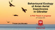 Research paper thumbnail of Behavioural Ecology of Avian Aerial Insectivores in Gibraltar: A PhD thesis in progress