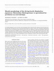 Research paper thumbnail of Mouth morphology of the diving beetle Hyphydrus japonicus (Dytiscidae: Hydroporinae) is specialized for predation on seed shrimps