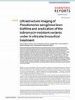 Research paper thumbnail of Ultrastructure imaging of Pseudomonas aeruginosa lawn biofilms and eradication of the tobramycin-resistant variants under in vitro electroceutical treatment