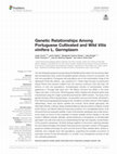 Research paper thumbnail of Genetic Relationships Among Portuguese Cultivated and Wild Vitis vinifera L. Germplasm