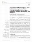 Research paper thumbnail of Spatiotemporal Relationship of Brain Pathways during Human Fetal Development Using High-Angular Resolution Diffusion MR Imaging and Histology