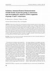 Research paper thumbnail of Isolation, immunochemical demonstration of field strains of porcine group A rotaviruses and electrophoretic analysis of RNA segments of group A and C rotaviruses