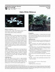 Research paper thumbnail of Oahu White Hibiscus