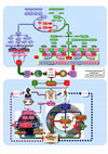 Research paper thumbnail of La tipologia dell'architettura come rapporto uomo natura