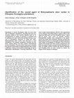 Research paper thumbnail of Identification of the causal agent of Botryosphaeria stem canker in Ethiopian Eucalyptus plantations