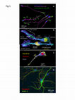 Research paper thumbnail of Glycans and glycosaminoglycans in neurobiology: key regulators of neuronal cell function and fate