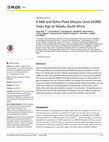 Research paper thumbnail of A Milk and Ochre Paint Mixture Used 49,000 Years Ago at Sibudu, South Africa