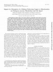 Research paper thumbnail of Impact of a Disruption of a Pathway Delivering Copper to Mitochondria on Podospora anserina Metabolism and Life Span