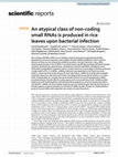 Research paper thumbnail of An atypical class of non-coding small RNAs is produced in rice leaves upon bacterial infection