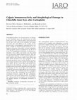 Research paper thumbnail of Calpain Immunoreactivity and Morphological Damage in Chinchilla Inner Ears after Carboplatin