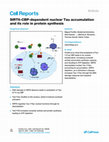 Research paper thumbnail of SIRT6-CBP-dependent nuclear Tau accumulation and its role in protein synthesis