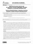 Research paper thumbnail of Testicular Morphohistology of Hypsiboas pulchellus (Amphibia, Hylidae) During the Breeding Season