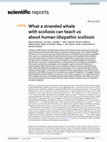 Research paper thumbnail of What a stranded whale with scoliosis can teach us about human idiopathic scoliosis