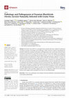 Research paper thumbnail of Pathology and Pathogenesis of Eurasian Blackbirds (Turdus merula) Naturally Infected with Usutu Virus