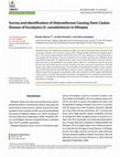 Research paper thumbnail of Survey and Identification of Didymellaceae Causing Stem Canker Disease of Eucalyptus (E. camaldulensis) in Ethiopia