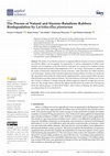 Research paper thumbnail of The Process of Natural and Styrene–Butadiene Rubbers Biodegradation by Lactobacillus plantarum