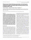 Research paper thumbnail of Polymerase theta-helicase promotes end joining by stripping single-stranded DNA-binding proteins and bridging DNA ends