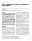 Research paper thumbnail of RADX condenses single-stranded DNA to antagonize RAD51 loading