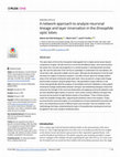 Research paper thumbnail of A network approach to analyze neuronal lineage and layer innervation in the Drosophila optic lobes