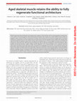 Research paper thumbnail of Aged skeletal muscle retains the ability to fully regenerate functional architecture