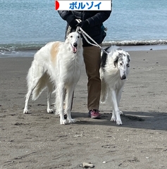 にほんブログ村 犬ブログ ボルゾイへ