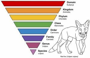 Taxonomic Rank Graph